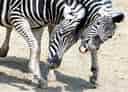 動物図鑑・チャップマンシマウマの写真 6
